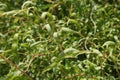 Foliage of a tortuous willow (Salix babylonica \'tortuosa\')