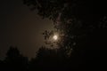 foliage of a tree against the background of the night sky with a shining full moon