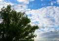The foliage of a tree backdrop of clouds and blue sky