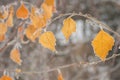 Foliage on tree branch under first hoar Royalty Free Stock Photo