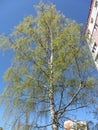 Bottom view of a tall birch with green leaves near a high-rise building against a blue sky. Royalty Free Stock Photo