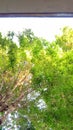 Foliage on a tree seen from below