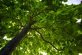 Foliage of a tree Royalty Free Stock Photo