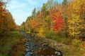 foliage trees stream