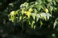 Foliage of a trident maple, Acer buergerianum Royalty Free Stock Photo