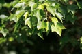Foliage of a trident maple, Acer buergerianum Royalty Free Stock Photo