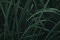 Foliage of tropical leaf in dark green texture