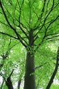 Foliage and trunk of beech tree in spring Royalty Free Stock Photo