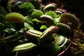 Foliage of Venus Flytrap carnivorous plant, latin name Dionaea Muscipula, in afternoon sunshine Royalty Free Stock Photo