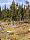 Fall color at Elk Lake