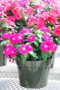 Foliage vinca flowers full bloom, rose vinca flowers Madagascar periwinkle Royalty Free Stock Photo