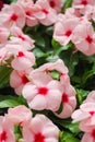 Foliage vinca flowers, pink vinca flowers madagascar periwinkle Royalty Free Stock Photo