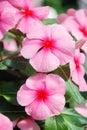 Foliage vinca flowers, pink vinca flowers madagascar periwinkle Royalty Free Stock Photo