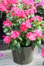 Foliage vinca flowers, pink vinca flowers madagascar periwinkle Royalty Free Stock Photo