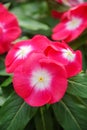 Foliage vinca flowers, red with eyes vinca flowers madagascar periwinkle, potted vinca