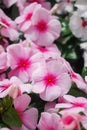 Foliage vinca flowers, rose pink vinca flowers Madagascar periwinkle