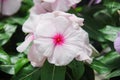 Foliage vinca flowers, white with polkadot vinca flowers Madagascar periwinkle