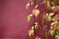 Foliage and wall