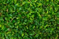 A foliage wall comprising fresh green leaves Royalty Free Stock Photo