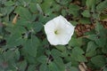Foliage and white flower of Datura innoxia Royalty Free Stock Photo