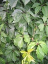 foliage wild grapes on a rainy