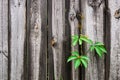 Foliage wild grapes on vintage wooden background with copy space