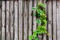 Foliage wild grapes on vintage wooden background with copy space