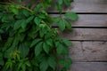 Foliage wild grapes on wooden background