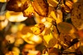 Foliage of withering yellow leaves in close-up Royalty Free Stock Photo