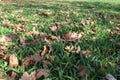 Foliages in the grass Royalty Free Stock Photo