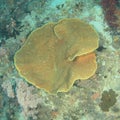 Foliose coral