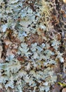 Foliose lichen Royalty Free Stock Photo