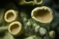 Foliose lichen apothecia by microscope. Scurfy greenery background. Symbiotic organism of cyanobacteria among filaments fungi