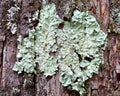 Foliose lichen belonging to Parmelia genus Royalty Free Stock Photo