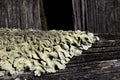Foliose Lichen on farm fencing Royalty Free Stock Photo