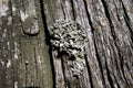 Foliose Lichen on farm fencing Royalty Free Stock Photo