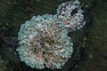 Foliose lichen growing on rotting tree trunk