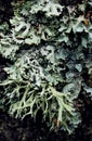 Foliose Lichen texture on the tree. Highly detailed fungus and moss in the outdoors forest. Royalty Free Stock Photo