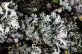 Foliose Lichen texture on the tree. Highly detailed fungus and moss in the outdoors forest. Royalty Free Stock Photo