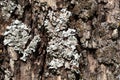 Foliose Lichen texture on the tree. Highly detailed fungus and moss in the outdoors forest Royalty Free Stock Photo
