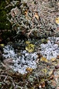 Foliose Lichen texture on the tree. Highly detailed fungus and moss in the outdoors forest. Royalty Free Stock Photo