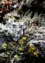 Foliose Lichen texture on the tree. Highly detailed fungus and moss in the outdoors forest. Royalty Free Stock Photo