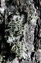 Foliose Lichen texture on the tree. Highly detailed fungus and moss in the outdoors forest. Royalty Free Stock Photo