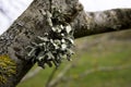 Foliose Lichen on woodland tree