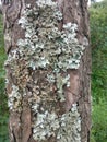 Foliose lichen & x28;complex organisms that arise from the symbiotic relationship between fungi and a photosynthetic partner& x29;