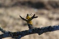 The foliose lichens - Xanthoria parietina and Parmelia sulcata on a branch of wild pear Royalty Free Stock Photo