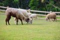 Folk of llama alpacas latin america cattle feeding in farm gras