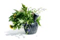 Medicinal herbs stand in mortar on white isolated background Royalty Free Stock Photo