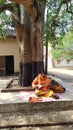 A Folk Singer Sings a Song and Plays Instrument Himself