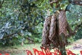 Folk wisdom that weave leaves to form a basket to wrap fruit to prevent insects.